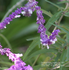 Salvia leucantha