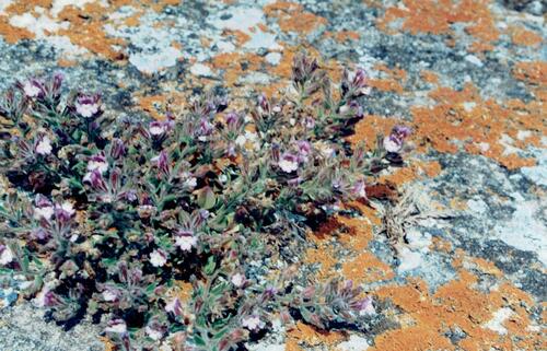 Chaenorhinum serpyllifolium (Chaenorhinum serpyllifolium)