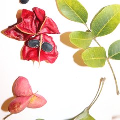 Majidea zanguebarica