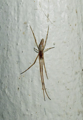 Tetragnatha elongata