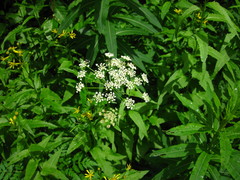 Ligusticum canbyi