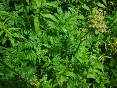 Ligusticum canbyi