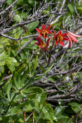 Lilium bolanderi