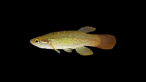 Golden Topminnow