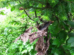 Herpotrichia juniperi