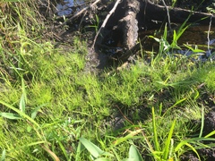 Eleocharis intermedia