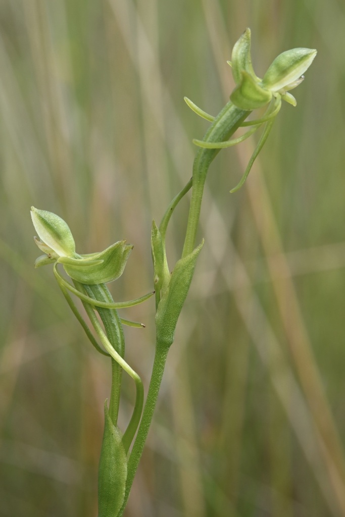 Habenaria magnirostris
