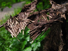 Herpotrichia juniperi