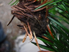 Herpotrichia juniperi