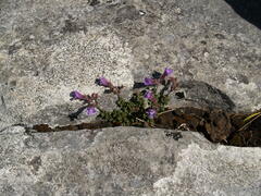 Snapdragon (Chaenorhinum)