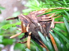 Herpotrichia juniperi