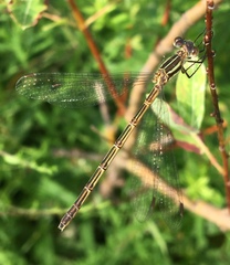 Lestes dryas