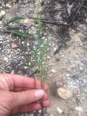 Polygonella articulata