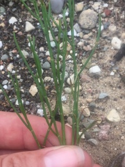 Polygonella articulata