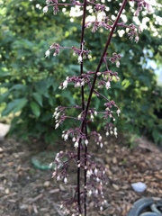 Heuchera sanguinea