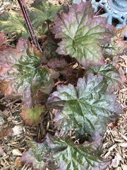 Heuchera sanguinea