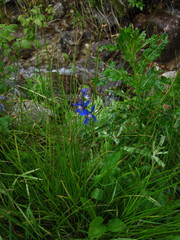 Delphinium sutherlandii