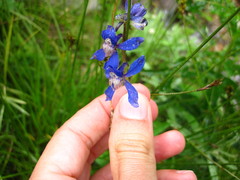 Delphinium sutherlandii