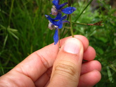Delphinium sutherlandii