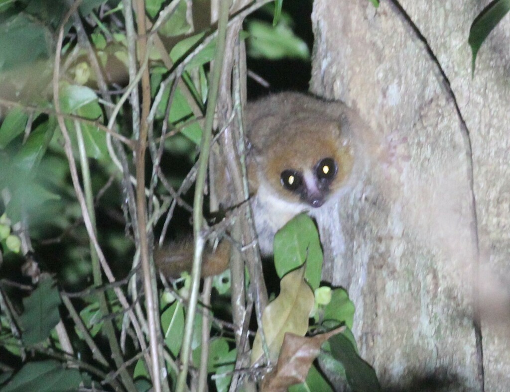 Anosy Mouse Lemur