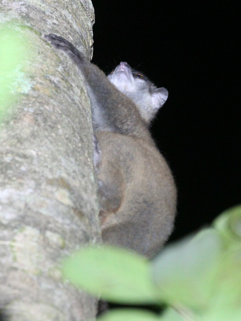 Madame Fleurette’s Sportive Lemur