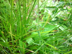 Delphinium sutherlandii