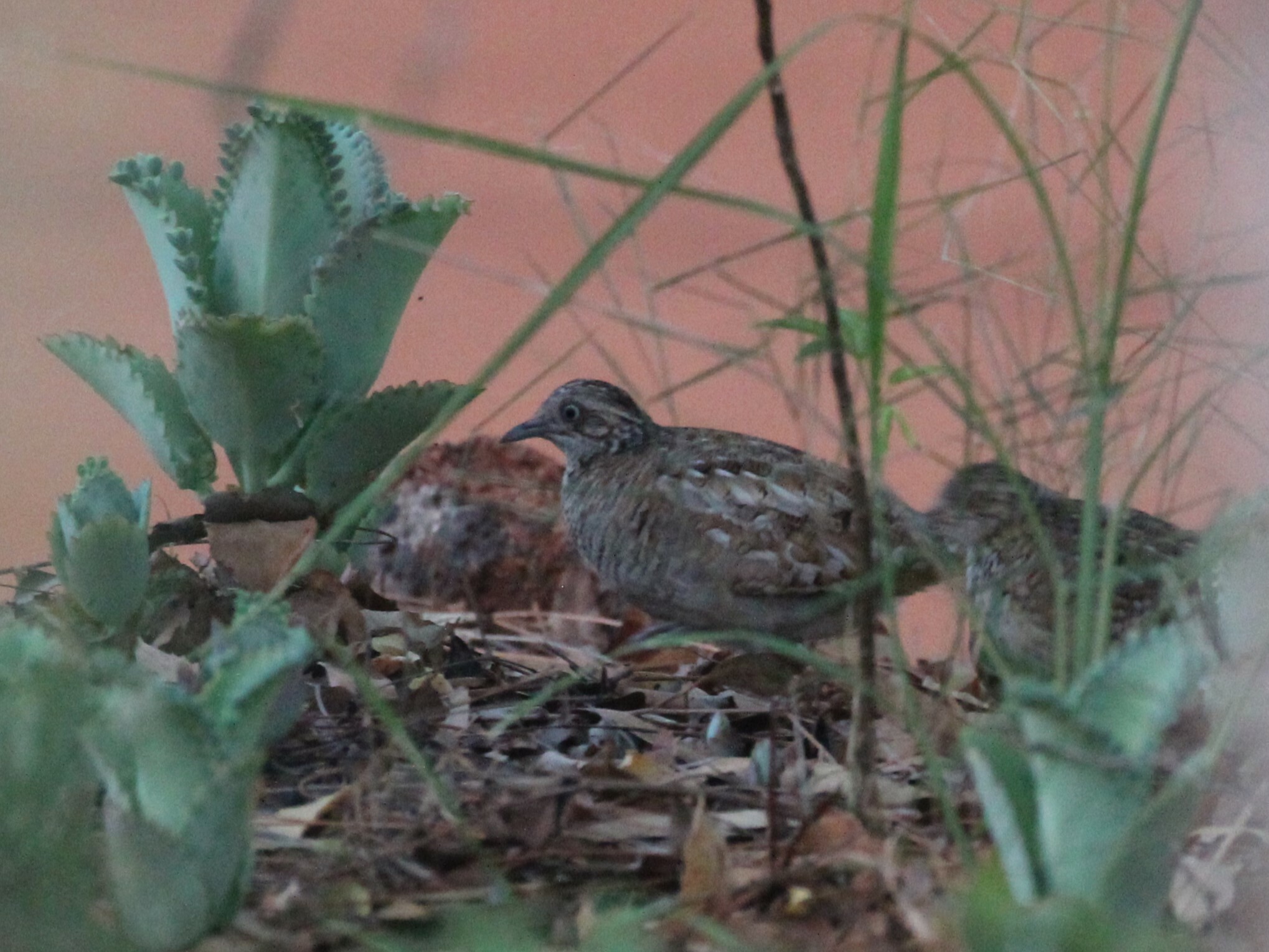 Madagascar Buttonquail (Turnix nigricollis), photo 9