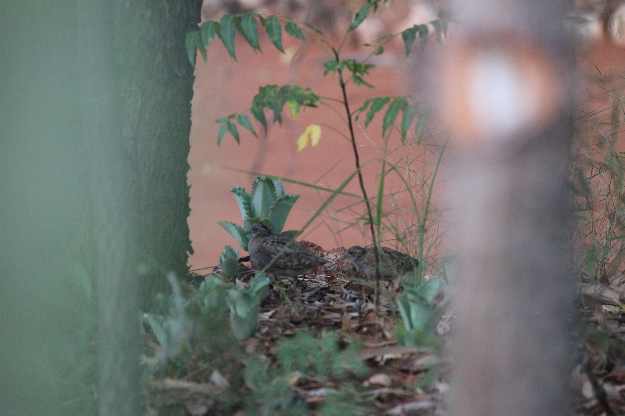 Madagascar Buttonquail (Turnix nigricollis), photo 10
