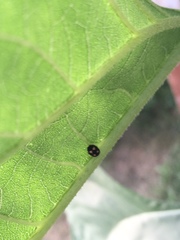 Brachiacantha ursina