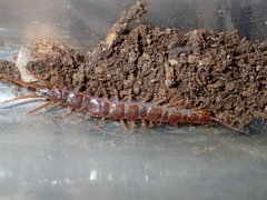 Bothropolys positivus