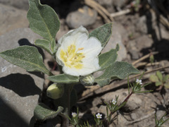 Leucophysalis nana