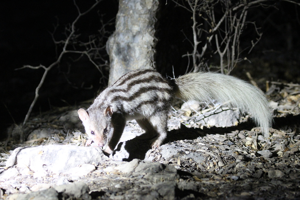 Broad-striped Vontsira