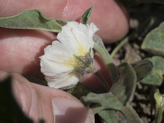 Leucophysalis nana