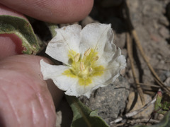 Leucophysalis nana