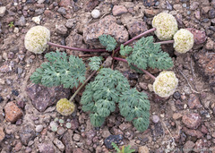 Cymopterus globosus