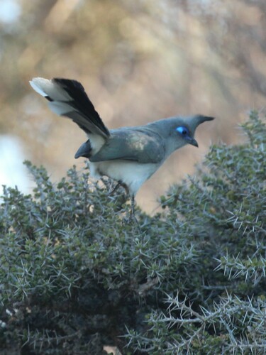 Verreaux's Coua (Coua verreauxi), photo 9