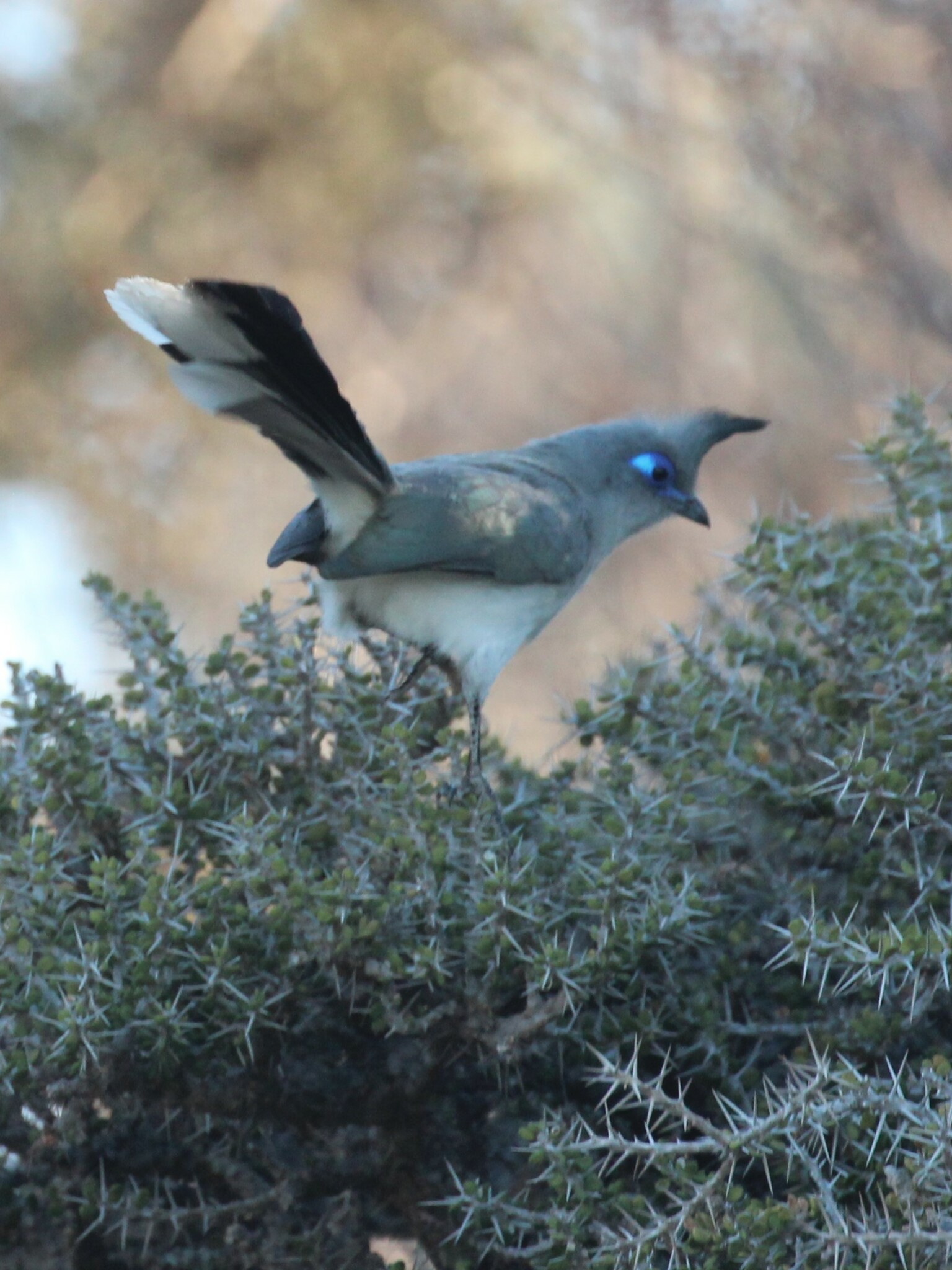 Verreaux's Coua (Coua verreauxi), photo 8