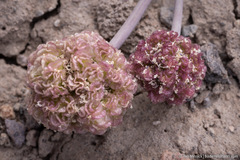 Cymopterus globosus