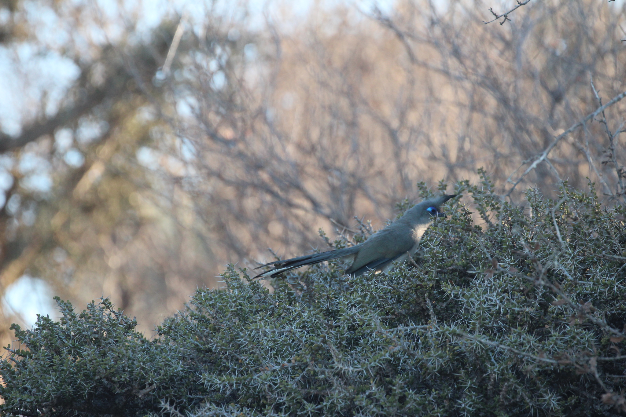 Verreaux's Coua (Coua verreauxi), photo 10