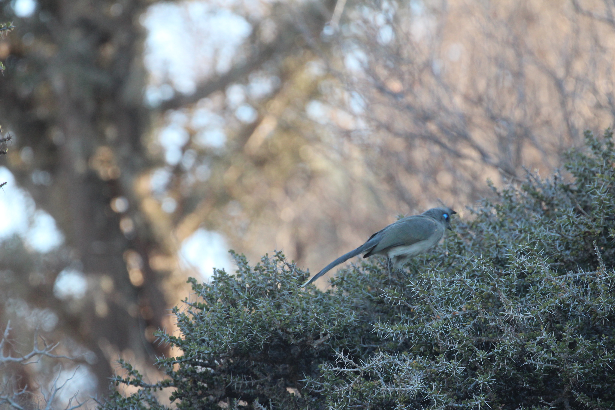 Verreaux's Coua (Coua verreauxi), photo 9