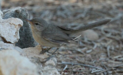 Subdesert Brush Warbler (Nesillas lantzii), photo 5