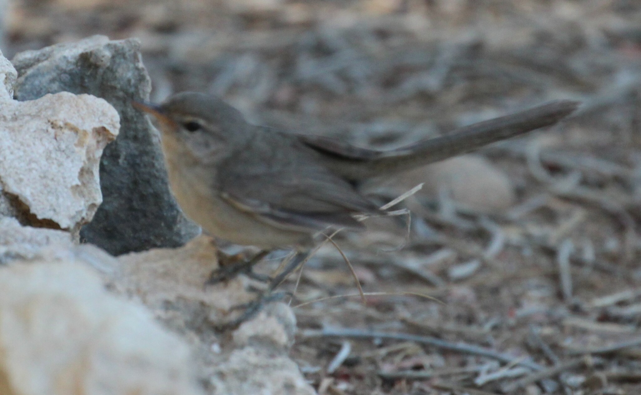 Subdesert Brush Warbler (Nesillas lantzii), photo 6