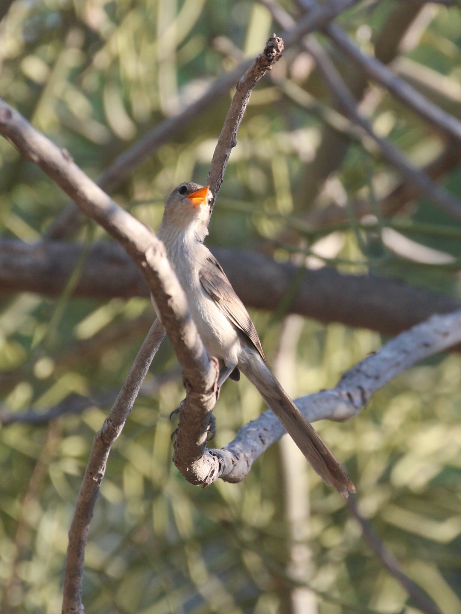 Subdesert Brush Warbler (Nesillas lantzii), photo 5