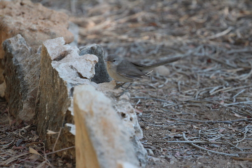 Subdesert Brush Warbler (Nesillas lantzii), photo 9
