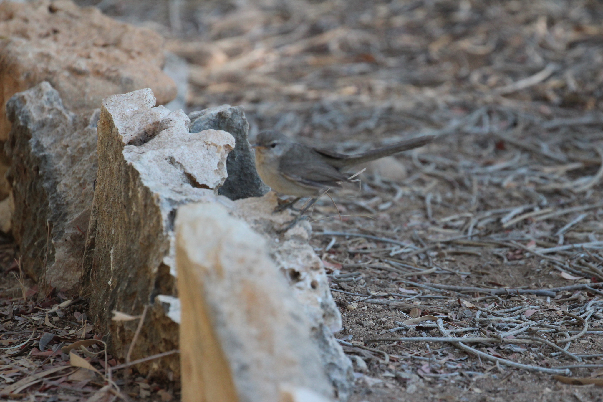 Subdesert Brush Warbler (Nesillas lantzii), photo 7