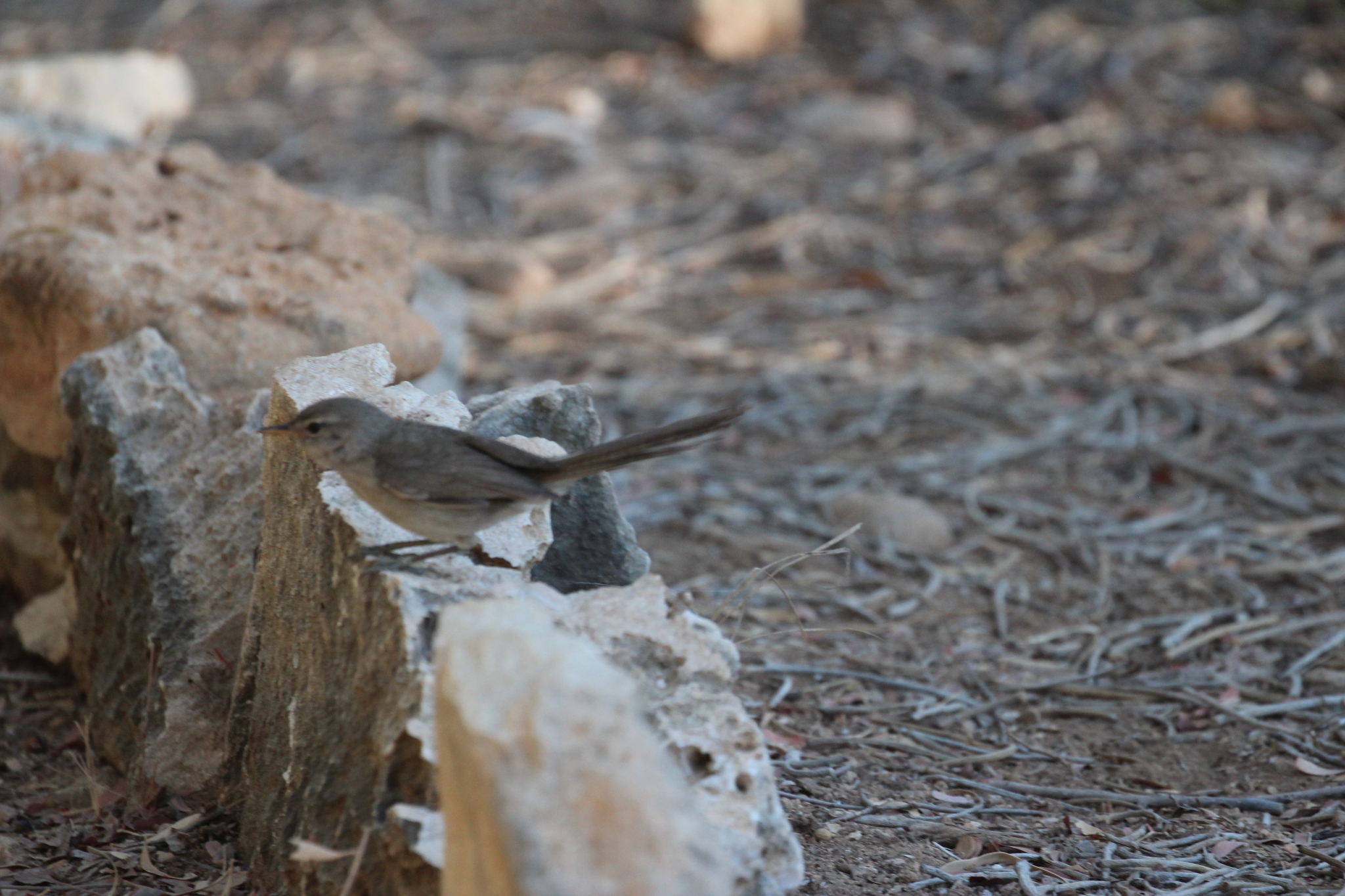 Subdesert Brush Warbler (Nesillas lantzii), photo 8