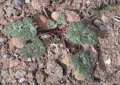 Cymopterus globosus