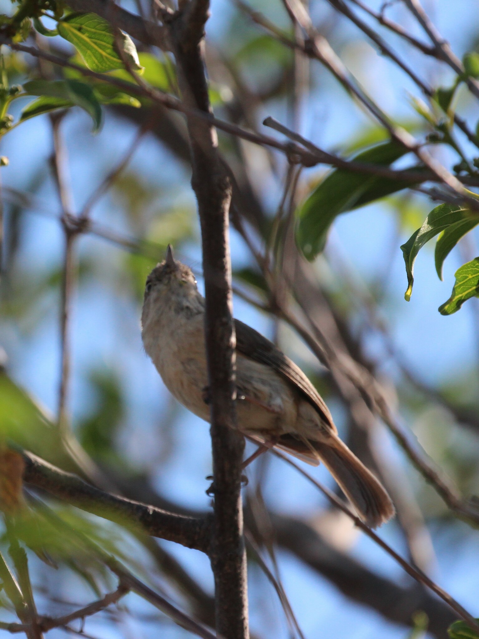 Common Newtonia (Newtonia brunneicauda), photo 7