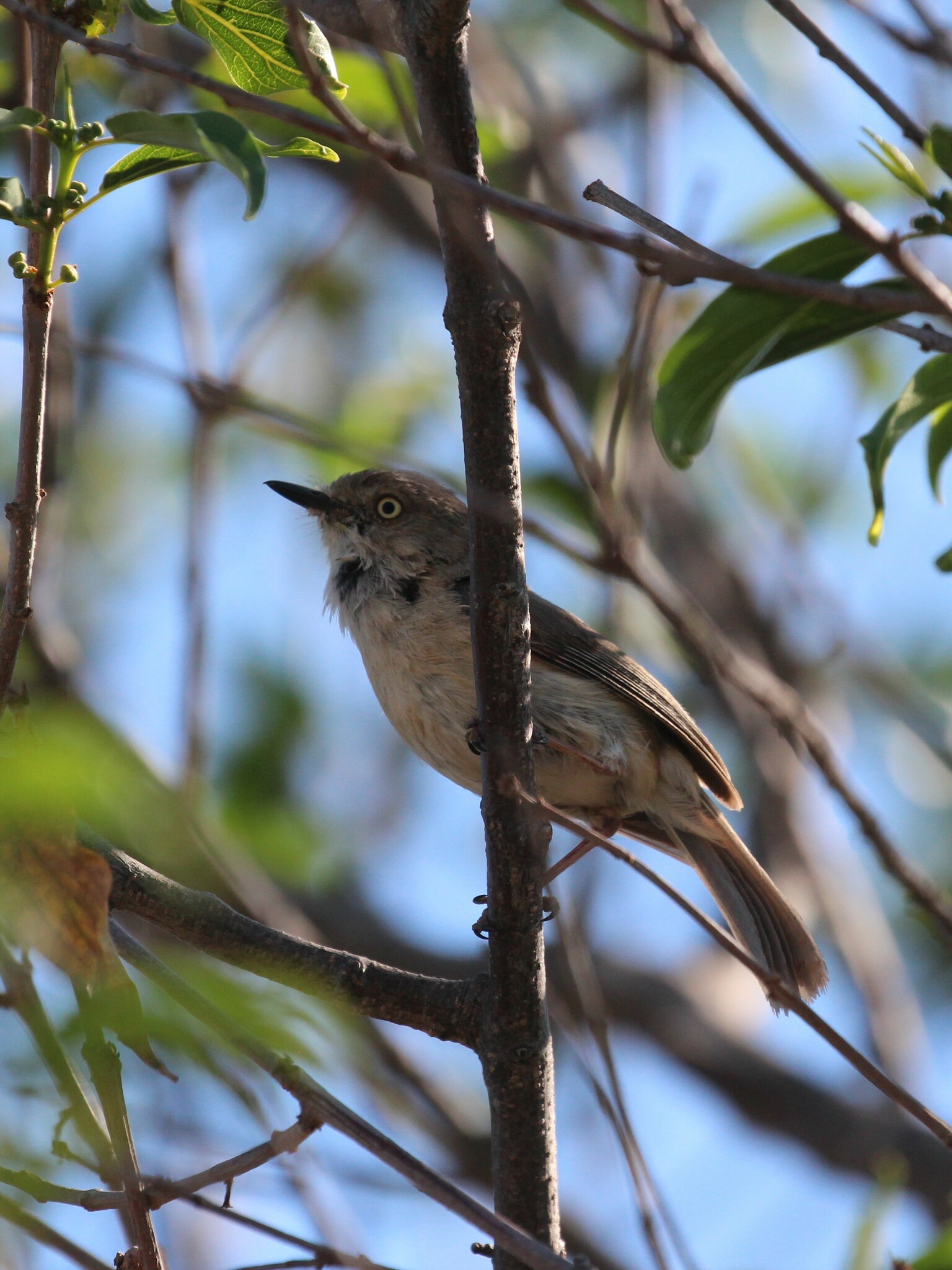 Common Newtonia (Newtonia brunneicauda), photo 6