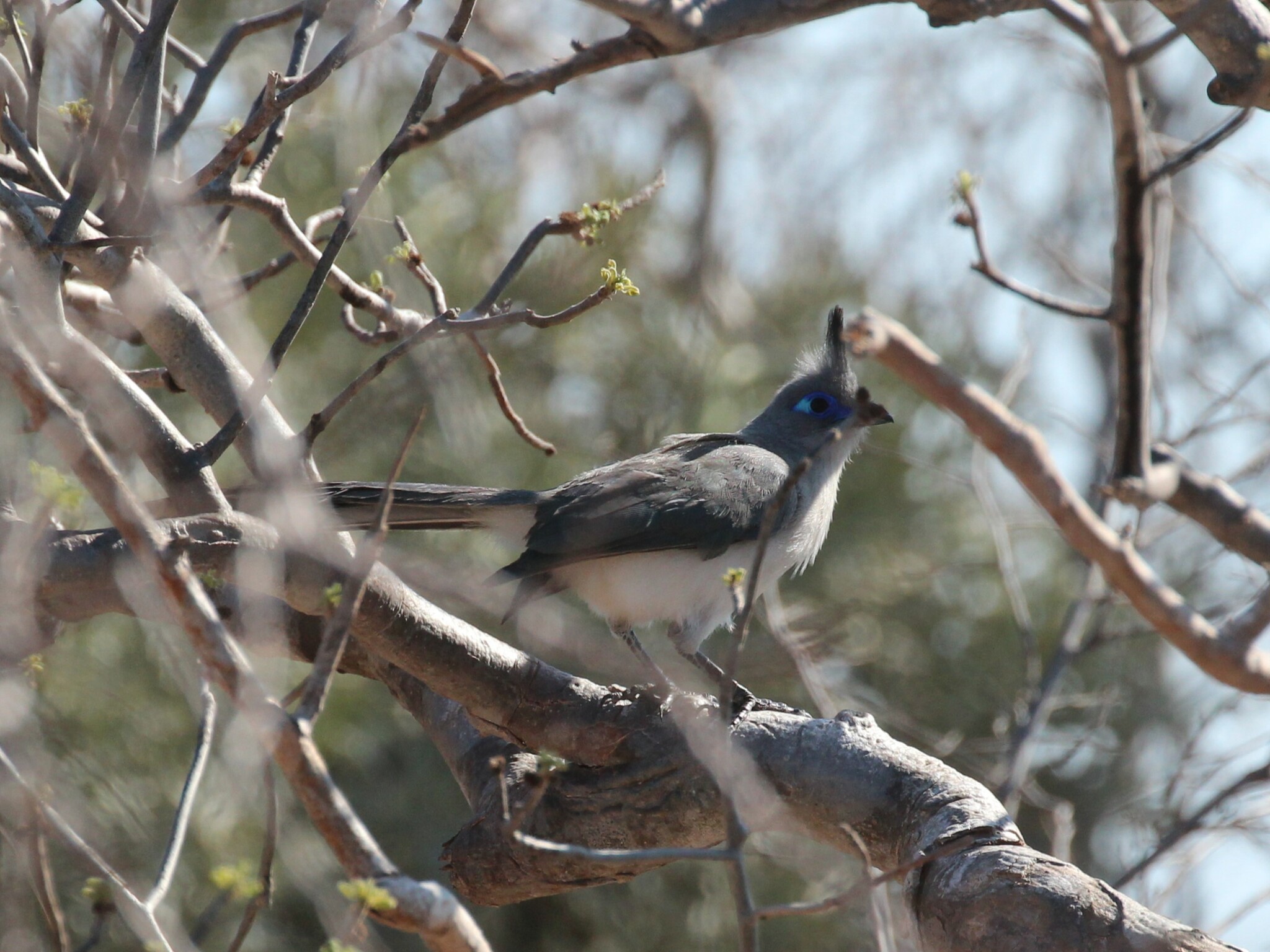 Verreaux's Coua (Coua verreauxi), photo 4